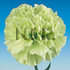 carnation pradorefit